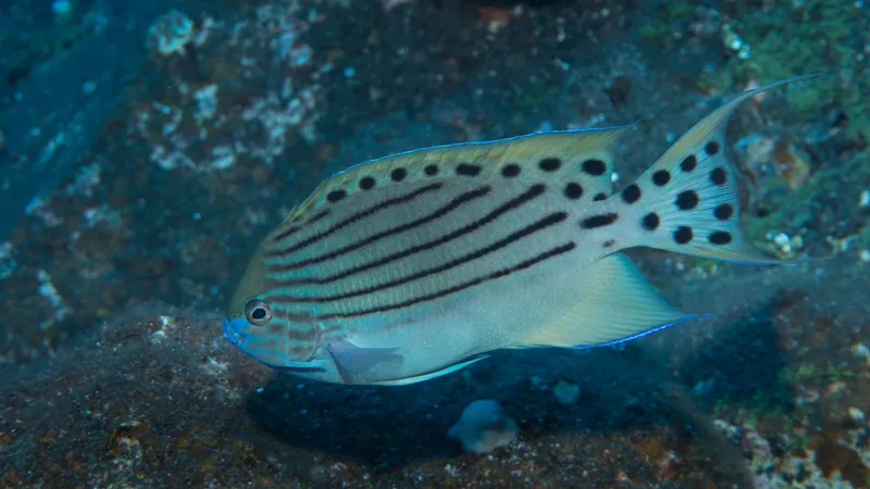 Spotted Angelfish (Genicanthus takeuchii)
