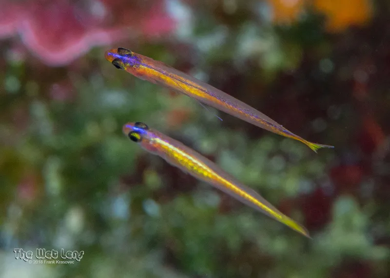 Lemon Goby (Vomerogobius flavus)