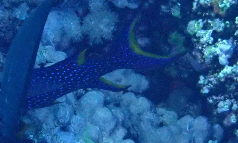 Lunartail Grouper (Variola louti)