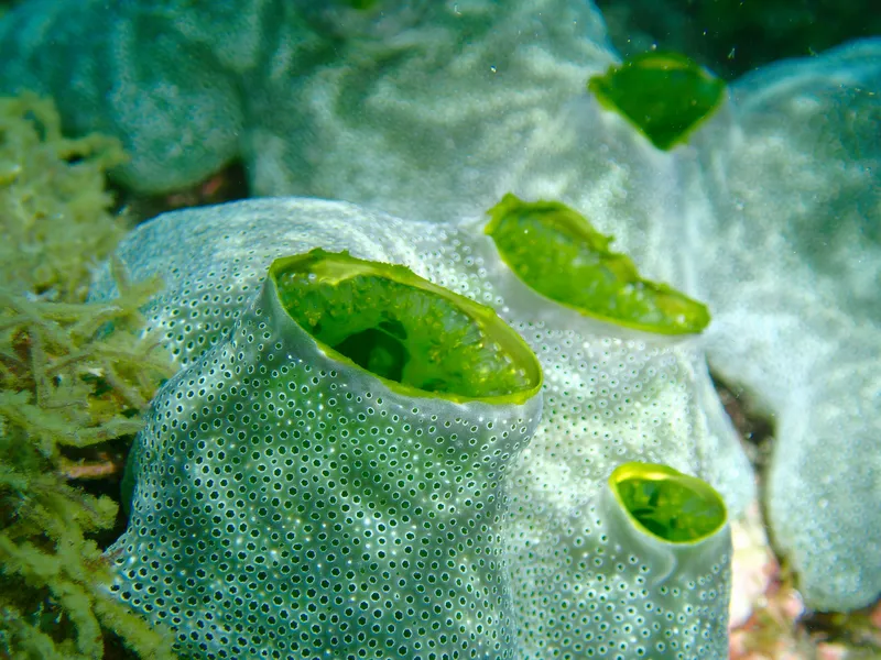Green Barrel Sea Squirt (Didemnum molle)