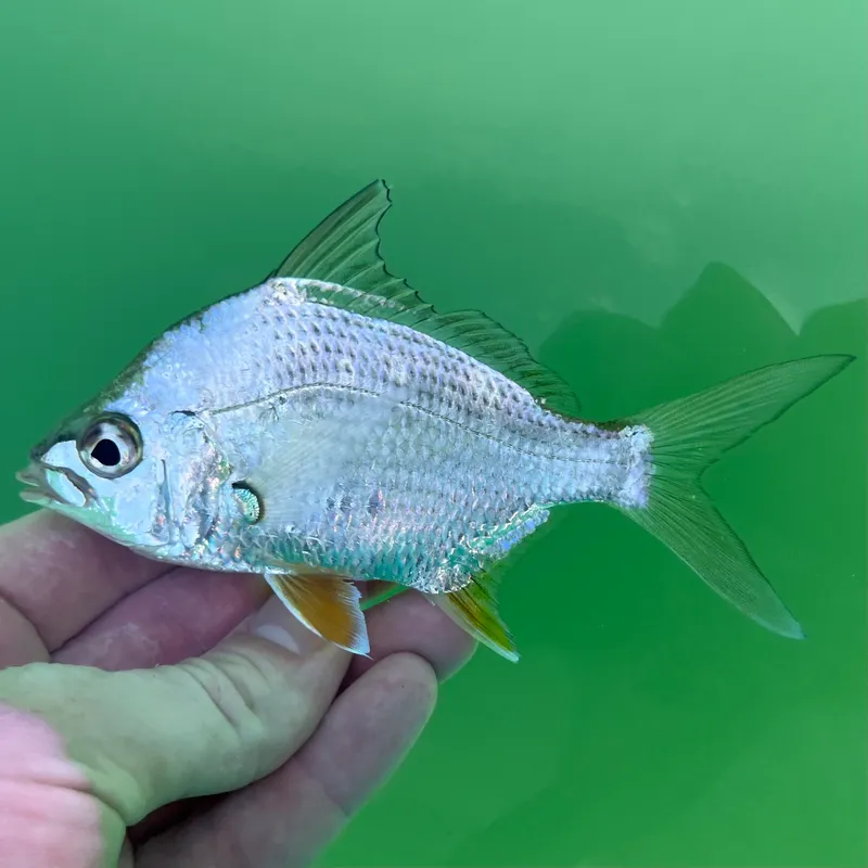 Rhombic Mojarra (Diapterus rhombeus)
