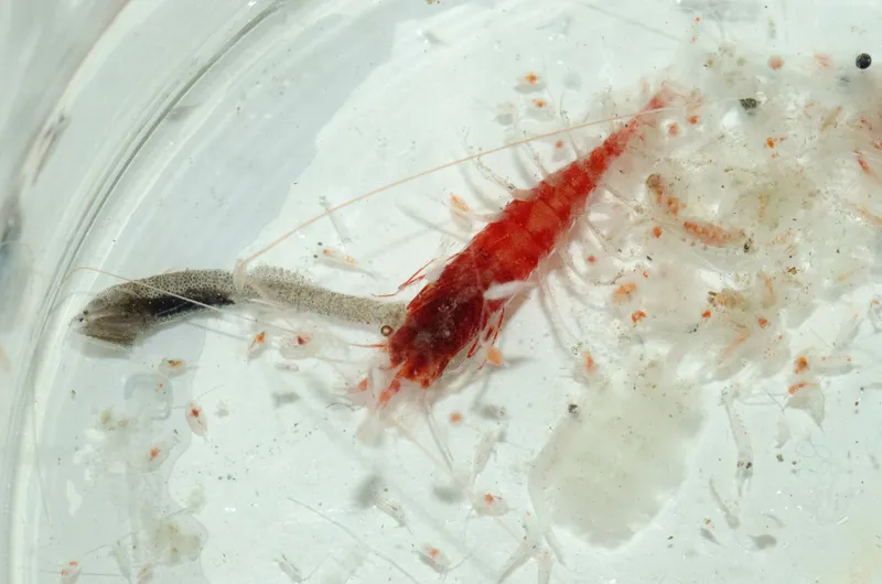Amalopenaeus elegans