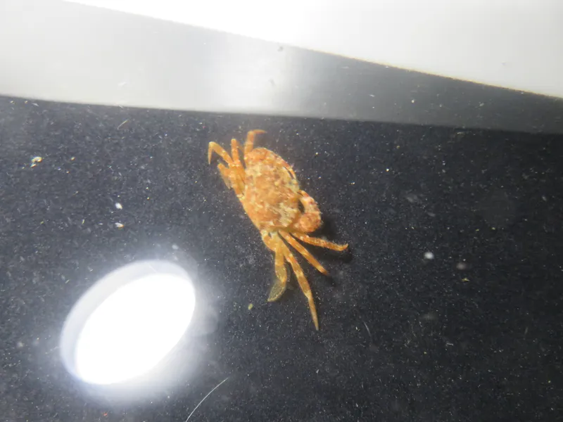 Bathynectes longipes