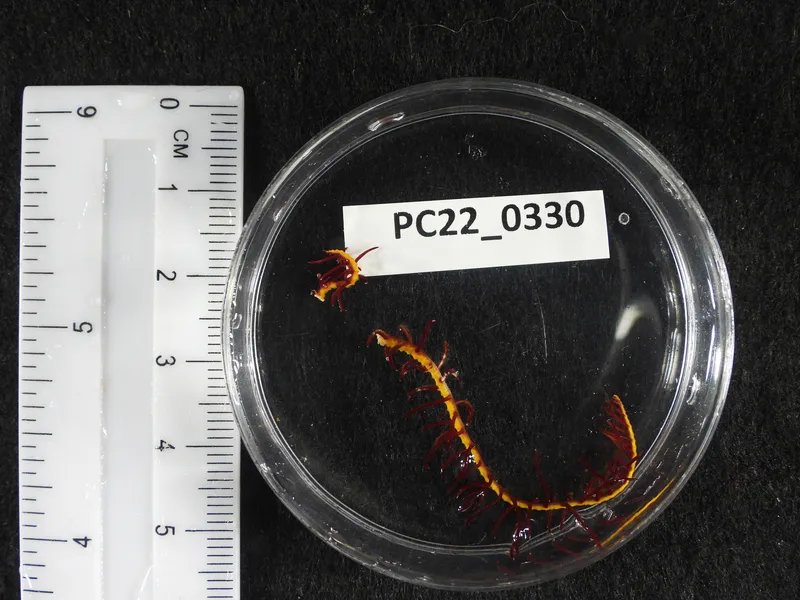 Comactinia meridionalis