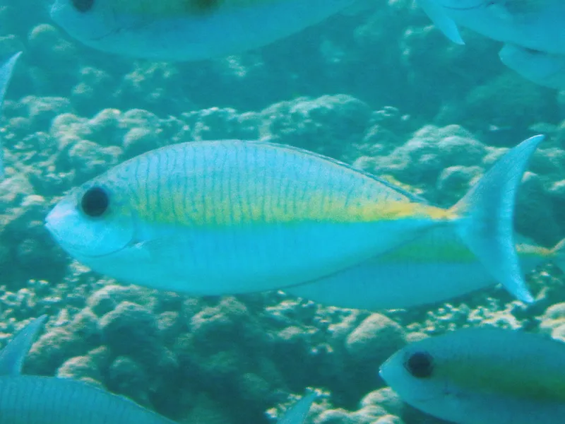Oneknife Unicornfish (Naso thynnoides)