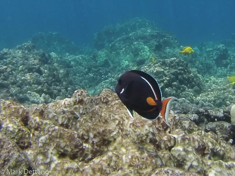 Achilles Tang (Acanthurus achilles)