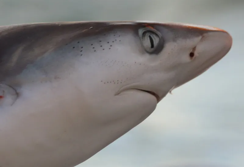 Blacknose Shark (Carcharhinus acronotus)