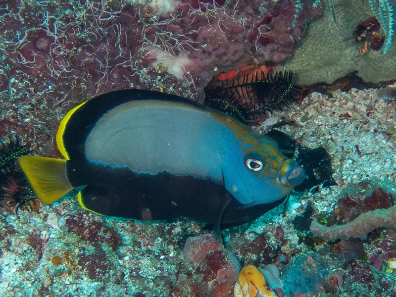 Velvet Angelfish (Chaetodontoplus dimidiatus)