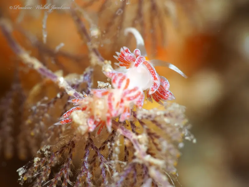 Orangespot Cratena (Cratena minor)