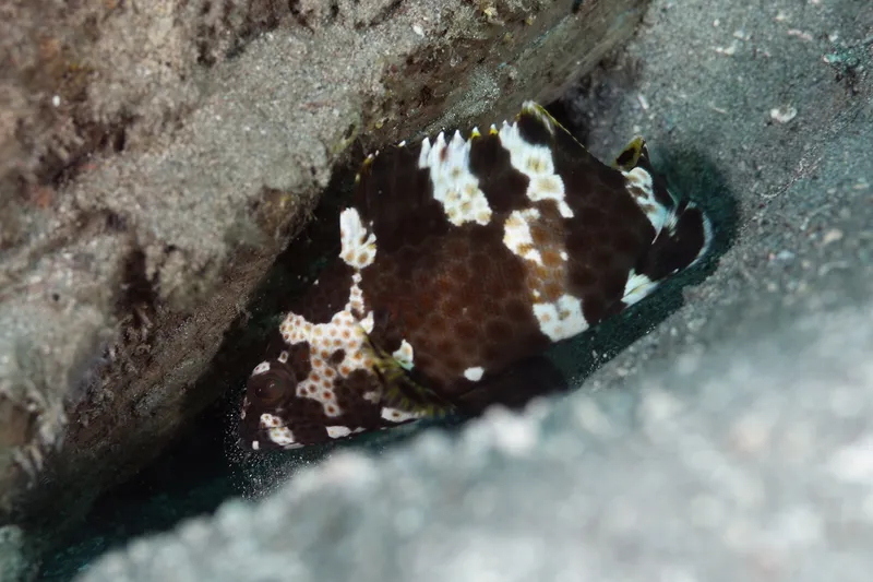 Netfin Grouper (Epinephelus miliaris)