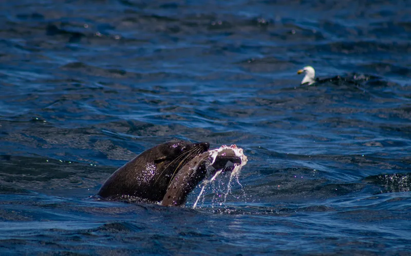 Australian Fur Seal (Arctocephalus pusillus)