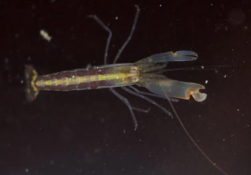 Alpheus paraformosus