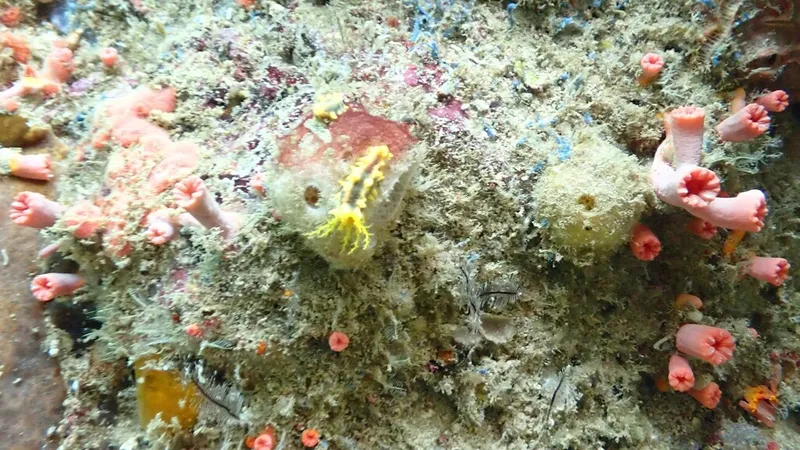 Yellow Sea Cucumber (Colochirus robustus)