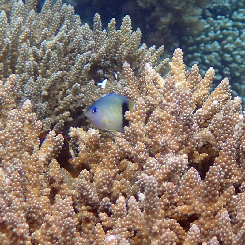 Johnston Island Damsel (Plectroglyphidodon johnstonianus)