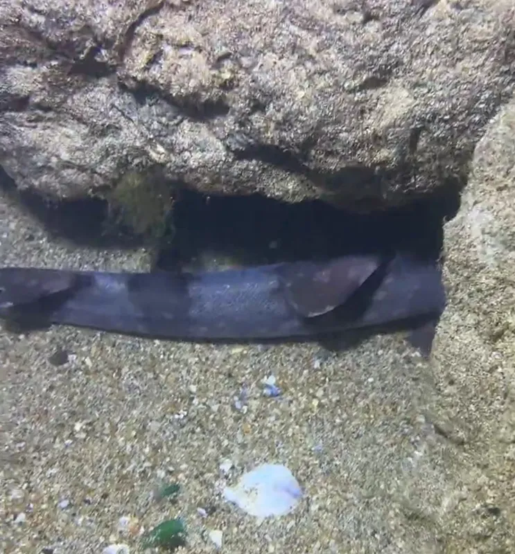 Bluespotted Bamboo Shark (Chiloscyllium plagiosum)