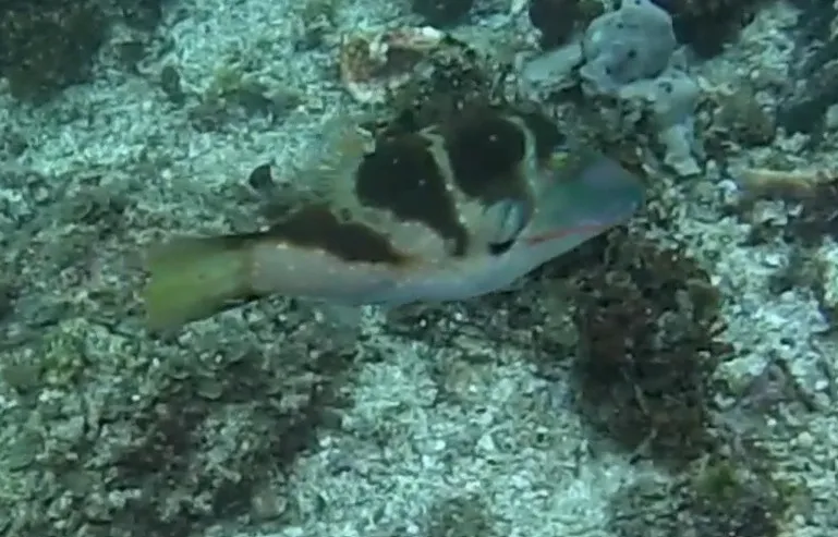 Toby (Canthigaster axiologus)