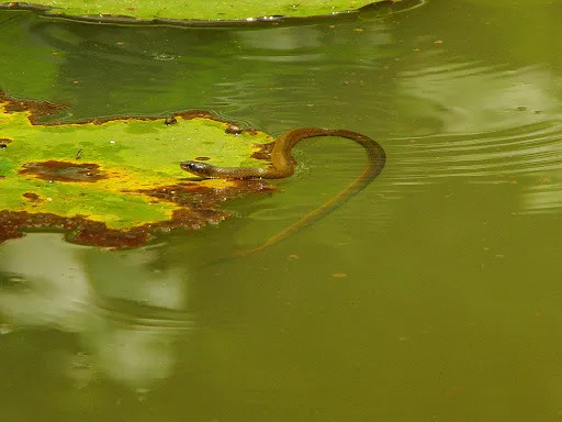 Olive Grass Snake (Natriciteres olivacea)