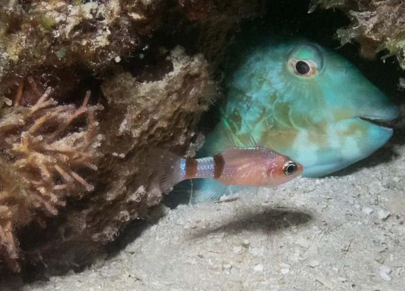 Mimic Cardinalfish (Apogon phenax)