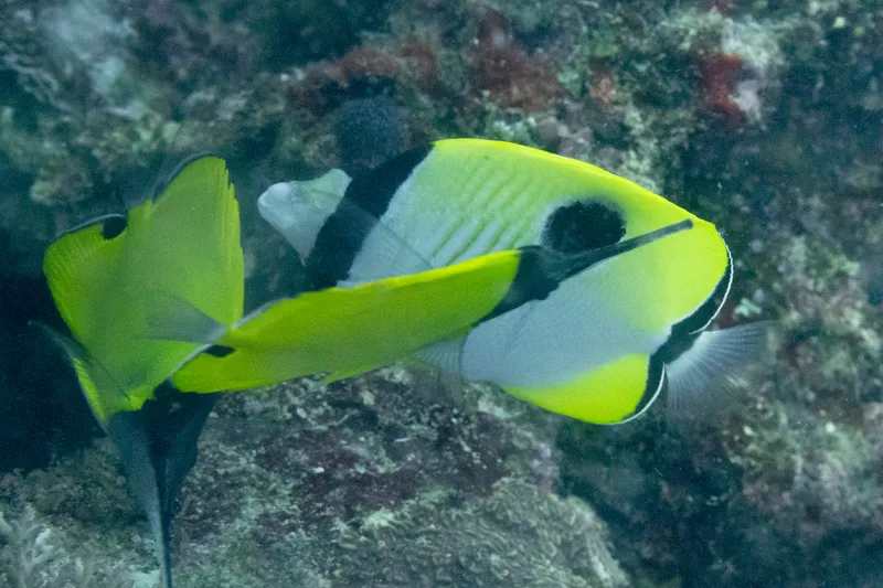 Teardrop Butterflyfish (Chaetodon unimaculatus)