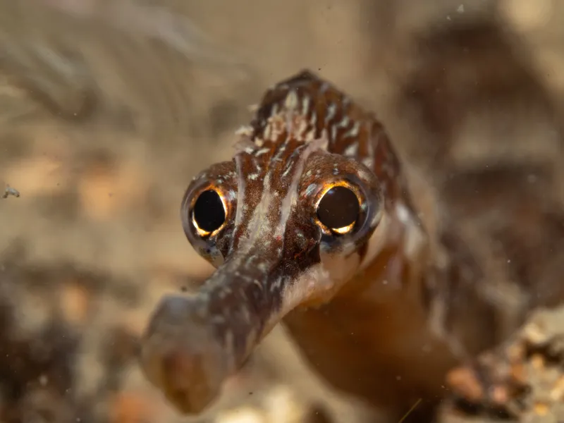 Greater Pipefish (Syngnathus acus)