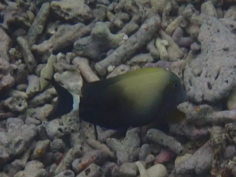 Orange-Socket Surgeonfish (Acanthurus auranticavus)