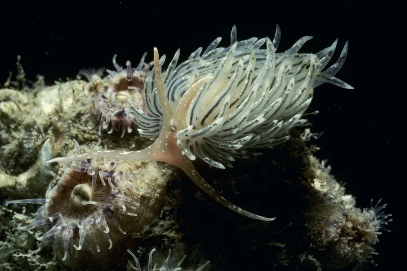 Facelina dubia