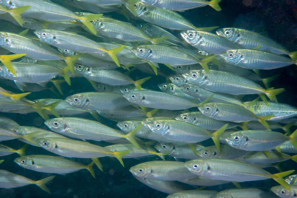 Atlantic Horse Mackerel (Trachurus trachurus)