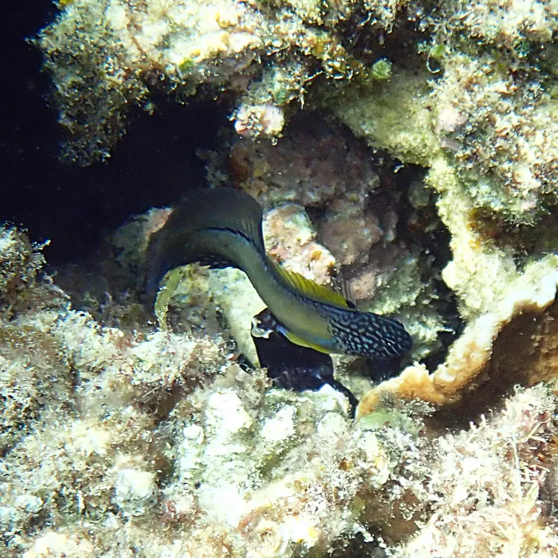 Black Blenny (Enchelyurus ater)