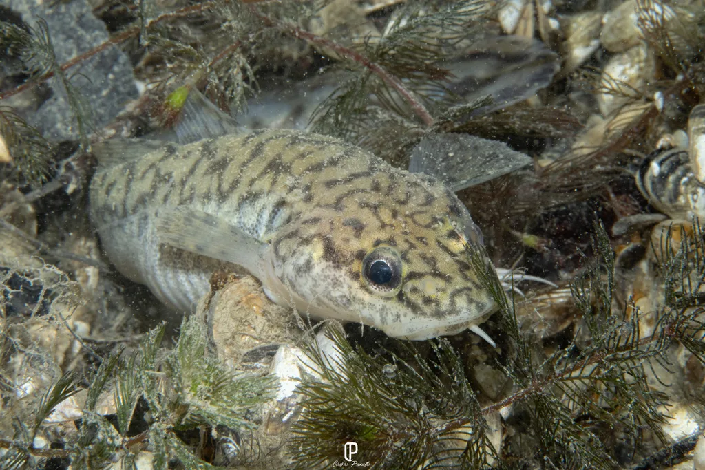 American Burbot (Lota lota)