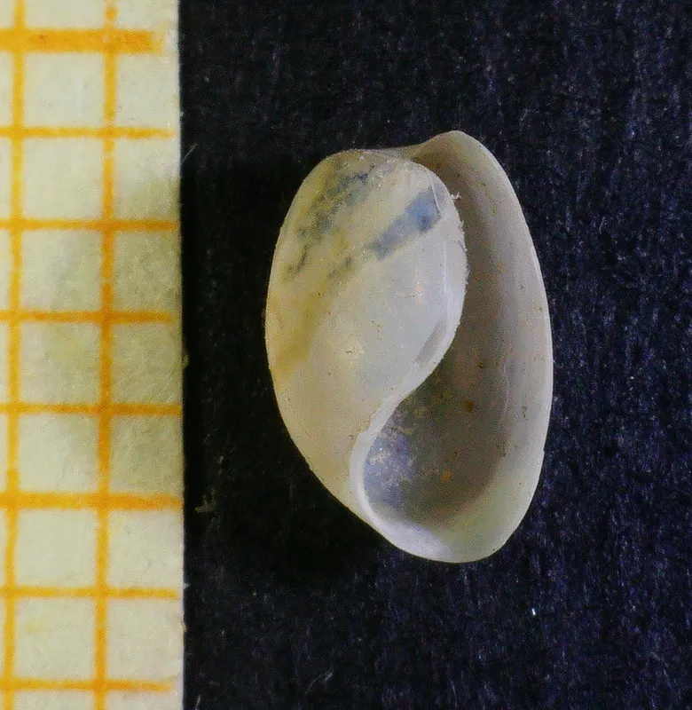 Southern Bubble-Shell (Haminoea hydatis)