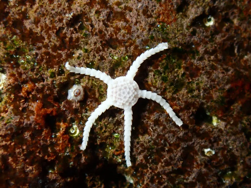 Ophiolepis paucispina