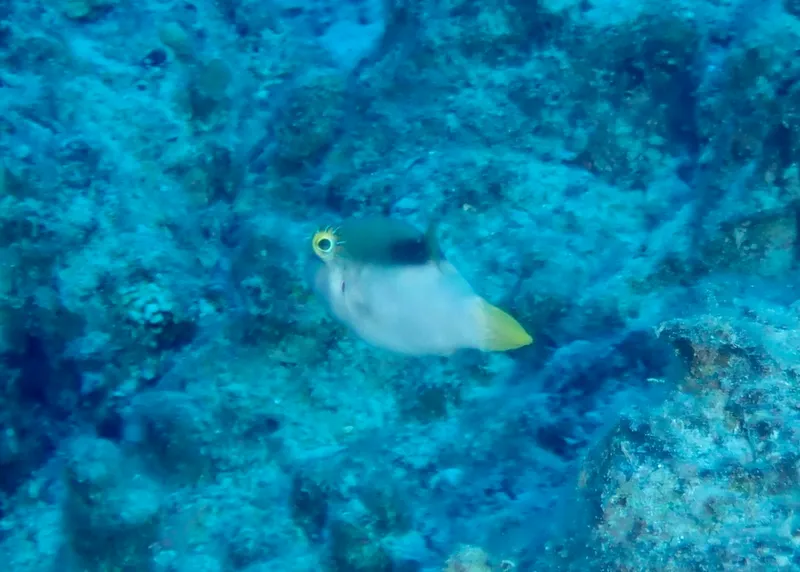 Toby (Canthigaster epilampra)