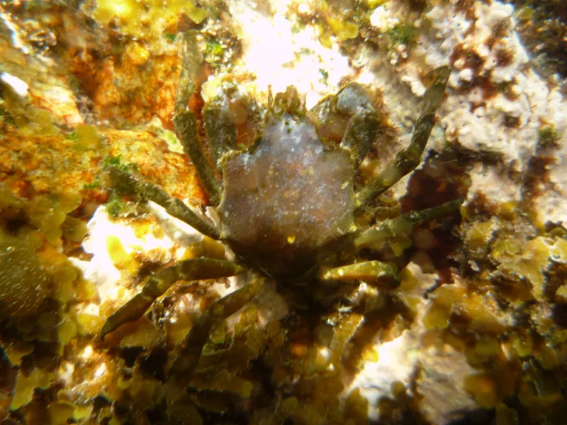 Jackknife Spider Crab (Acanthonyx petiverii)