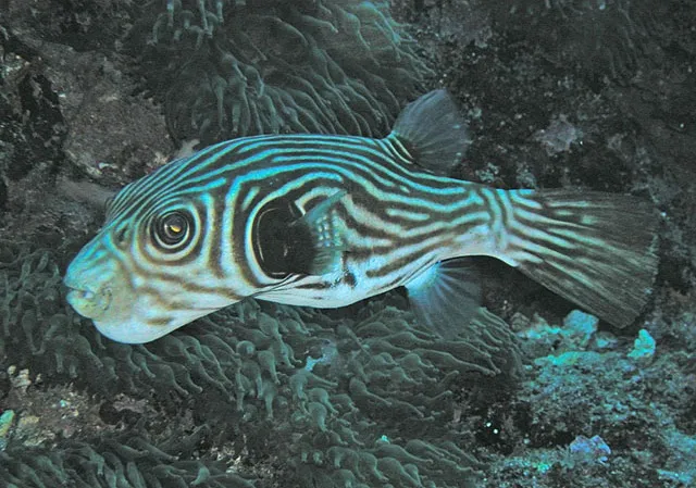 Puffer (Arothron carduus)