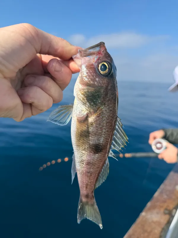 Deepwater Serrano (Serranus aequidens)