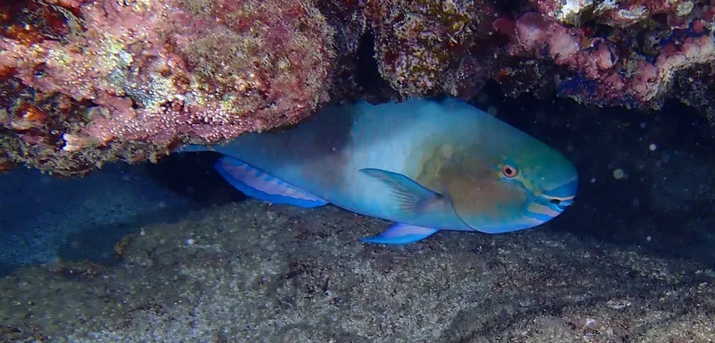 Bicolor Parrotfish (Scarus rubroviolaceus)