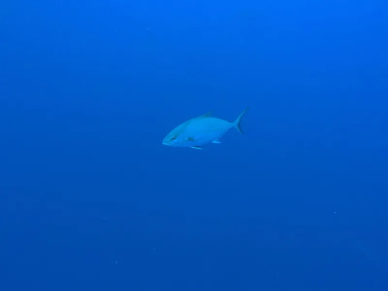 Almaco jack (Seriola rivoliana)