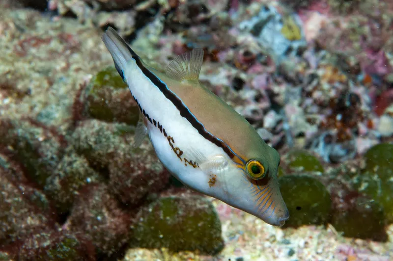 Toby (Canthigaster figueiredoi)