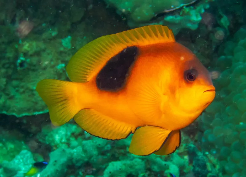 Saddle Anemonefish (Amphiprion ephippium)