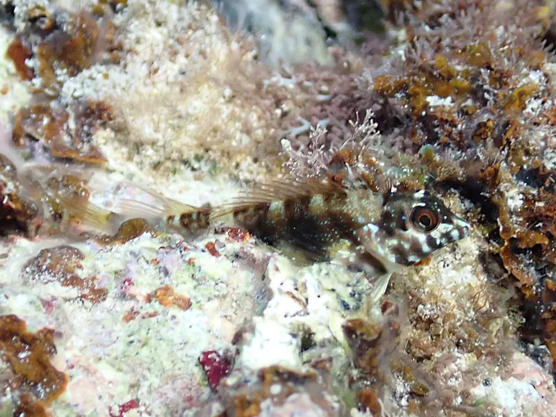 Goldline Blenny (Malacoctenus aurolineatus)