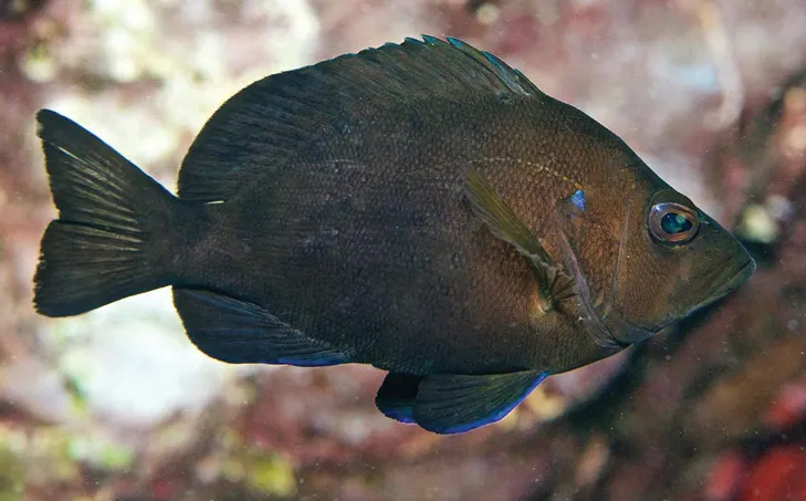 Jarocho Hamlet (Hypoplectrus atlahua)