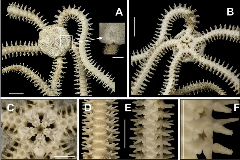 Amphipholis januarii