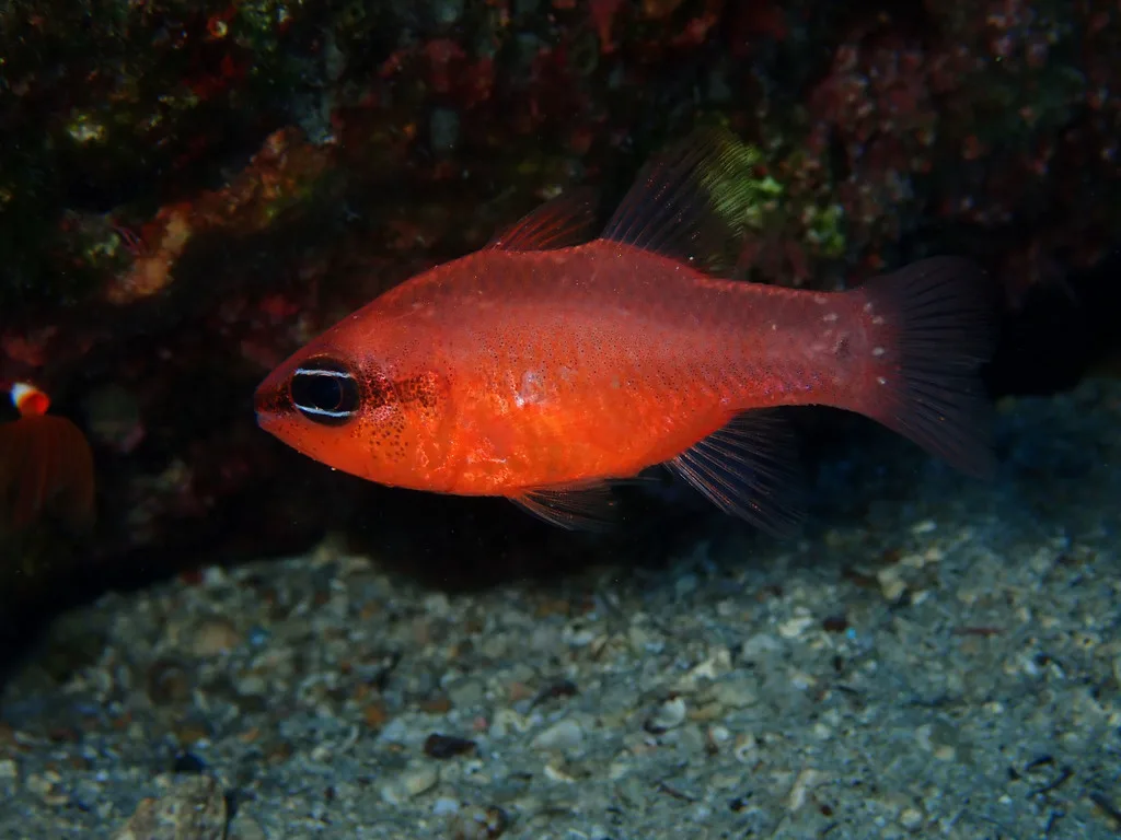 Cardinalfish (Apogon imberbis)