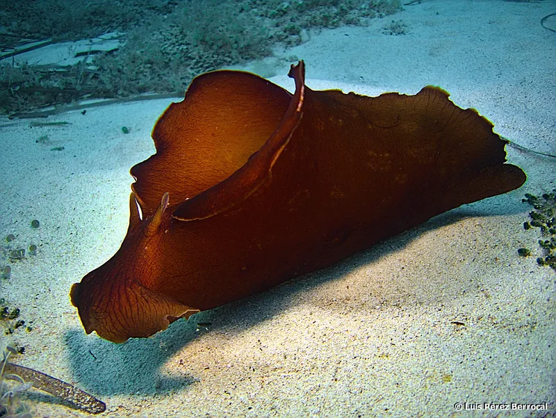 Banded Sea Hare (Aplysia fasciata)
