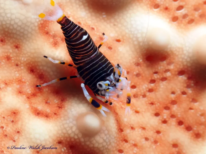 Bumblebee Shrimp (Gnathophyllum americanum)