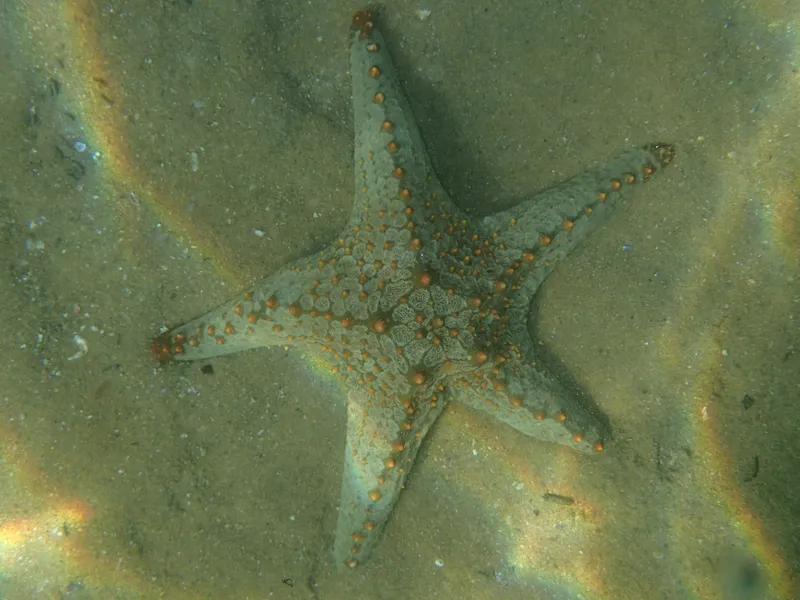 Beaded Starfish (Pentaceraster mammillatus)