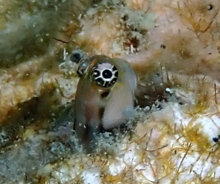 Little Combtooth Blenny (Ecsenius minutus)