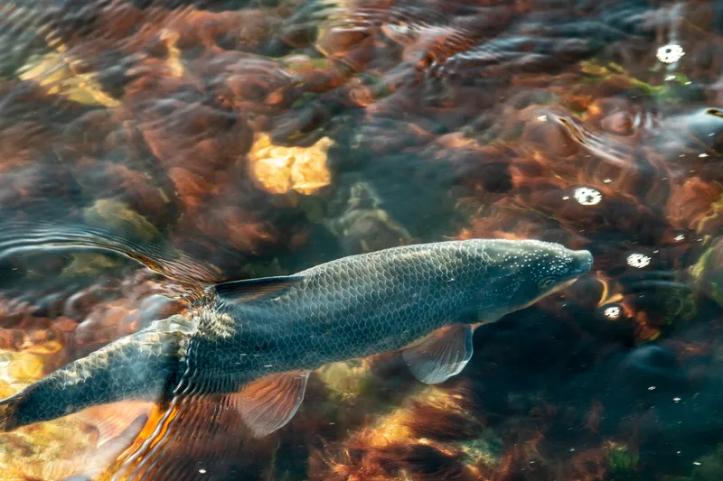 Common nase (Chondrostoma nasus)