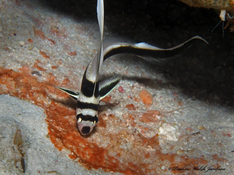 Spotted Drum (Equetus punctatus)