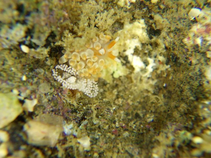 Anteaeolidiella takanosimensis